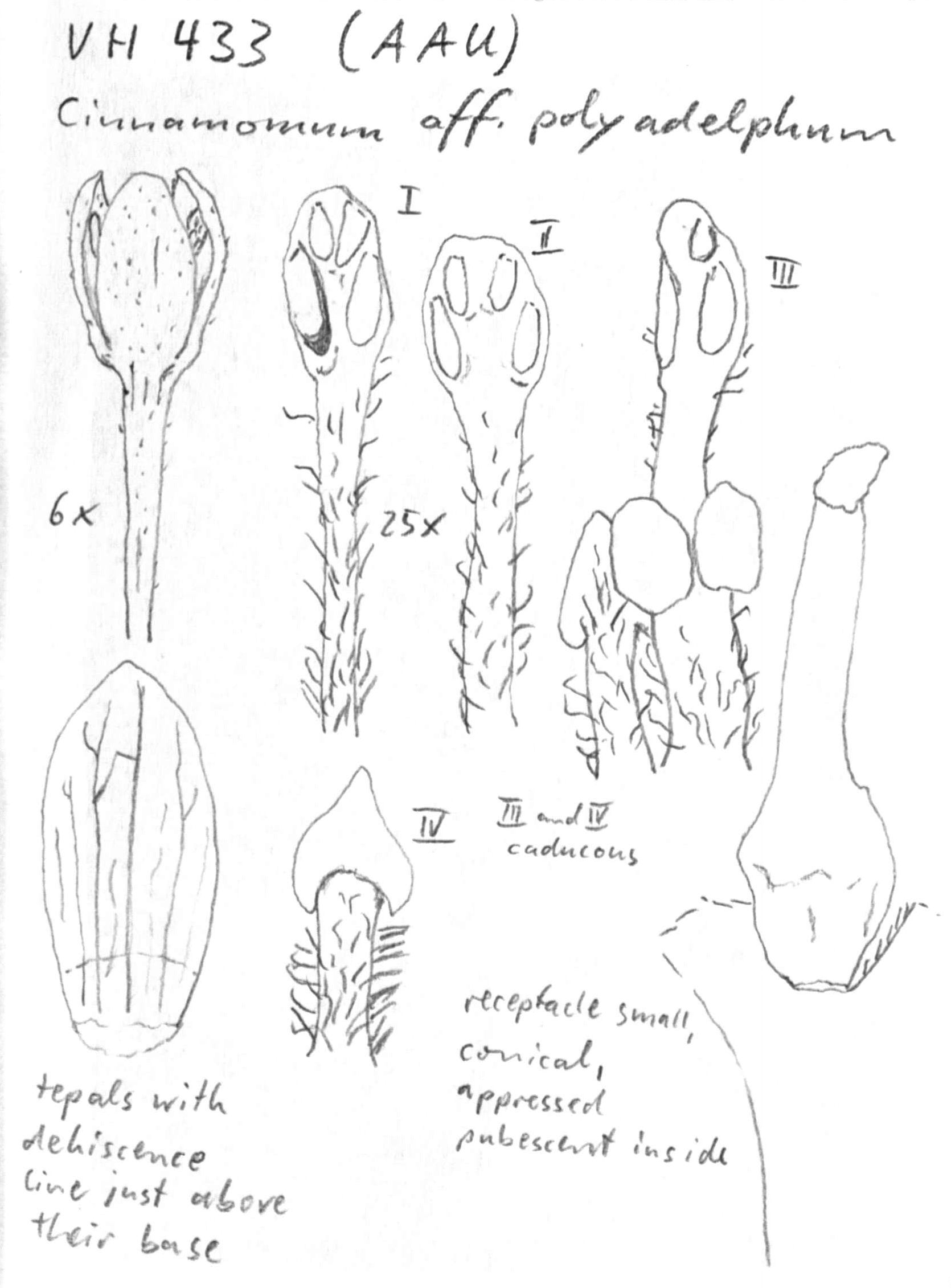 preview Cinnamomum aff. polyadelphum (Lour.) Kosterm.